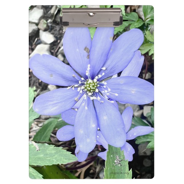 Whisper of the woods - lilac Wildflower in the for Clipboard (Front)