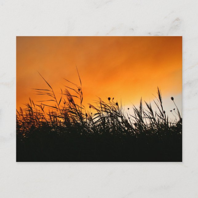 Whispering Reeds At Smokey Sunset Postcard (Front)
