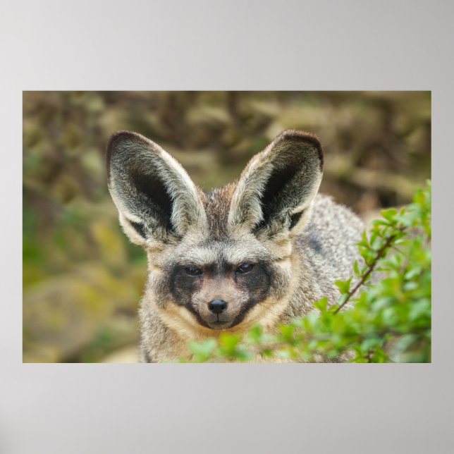 Whispers of the Night: Bat-Eared Fox Poster (Front)
