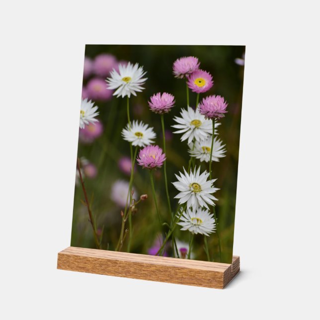 Whispers of Wildflowers Acrylic Sign (Angle)