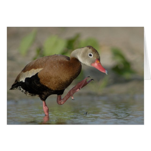 Whistling Duck Card (Front Horizontal)