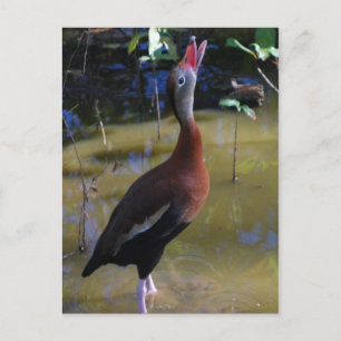 Whistling Duck Postcard