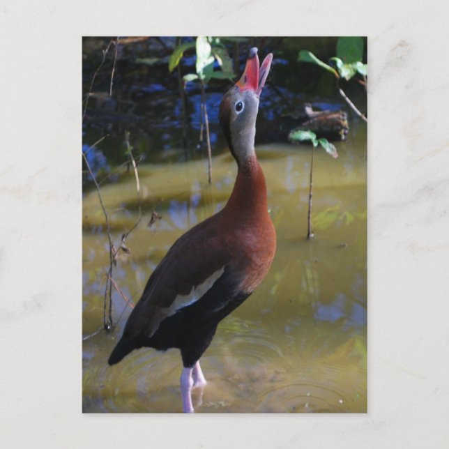 Whistling Duck Postcard (Front)