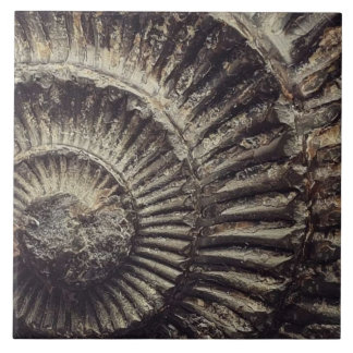 Whitby Ammonite imprint large Tile