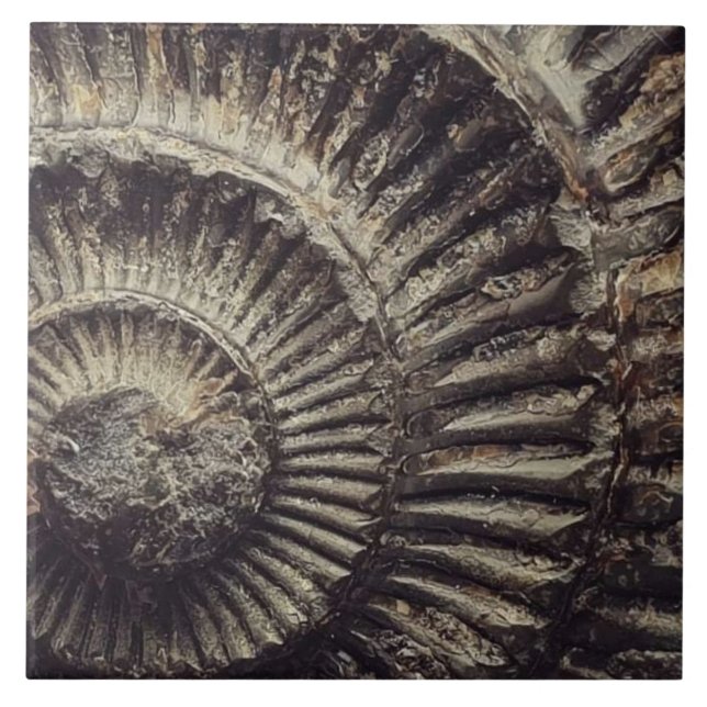 Whitby Ammonite imprint large Tile (Front)