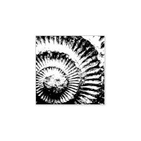 Whitby ammonite