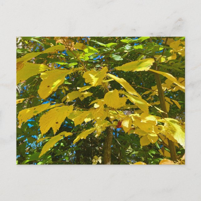 Whitcher Hazel  postcard (Front)