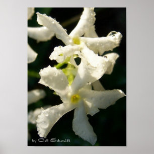 white001 poster