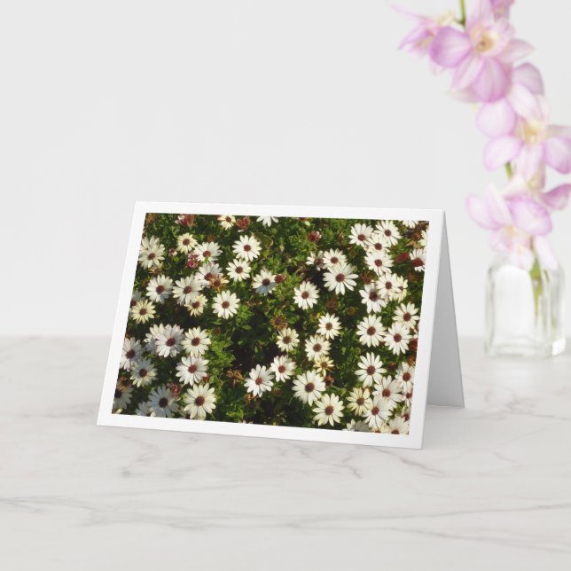 White African Daisies Card (Orchid)