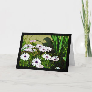 White African Daisies Card