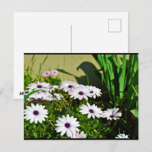 White African Daisies Postcard