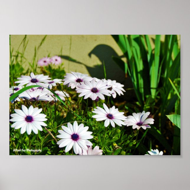 White African Daisies Poster (Front)