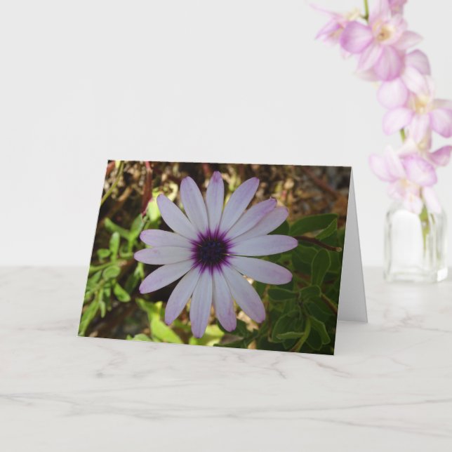 White African Daisy Flower Card (Orchid)