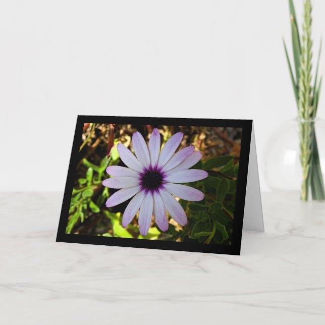 White African Daisy Flower Card (Front)