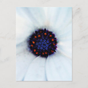 White African Daisy Flower Photograph Postcard