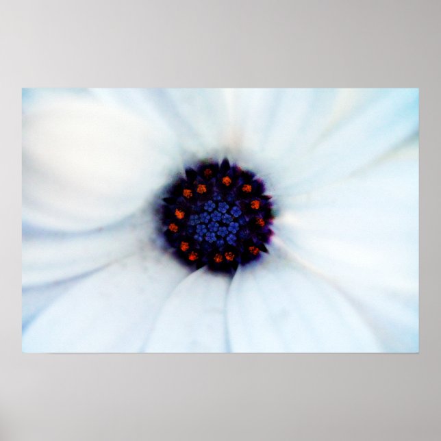White African Daisy Flower Photograph Poster (Front)