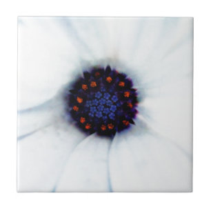 White African Daisy Flower Photograph Tile