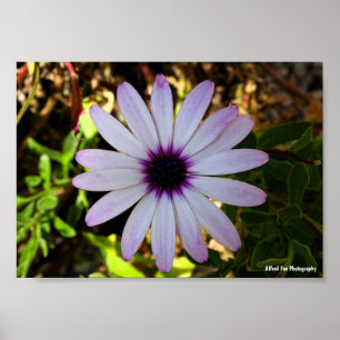 White African Daisy Flower Poster