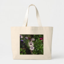 White African Daisy