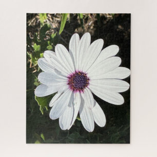 White African Daisy, Oakland Jigsaw Puzzle