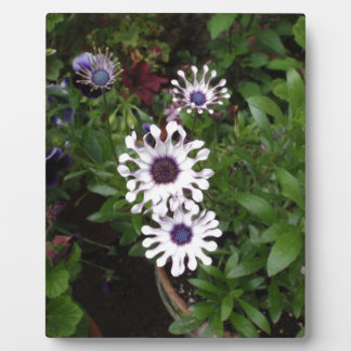 White African Daisy Plaque