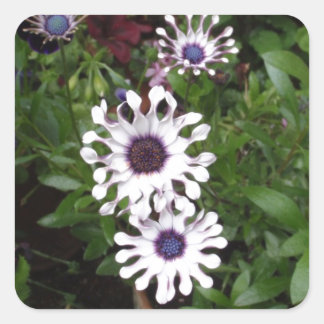 White African Daisy Square Sticker