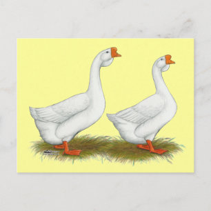 White African Geese Postcard