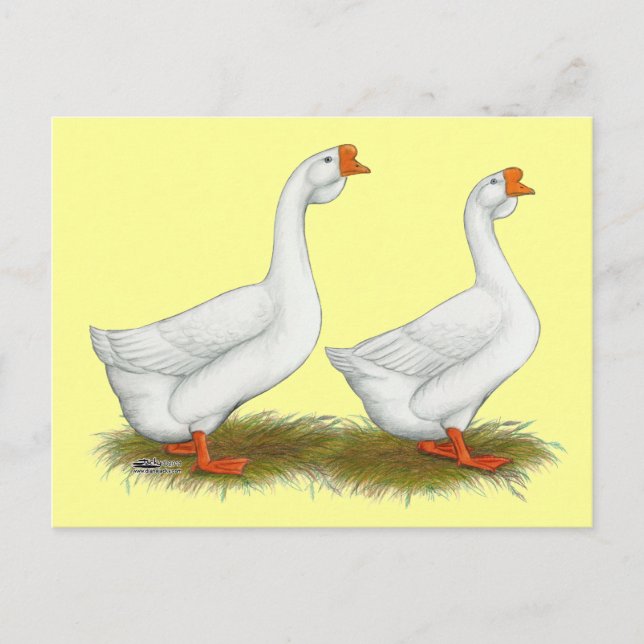 White African Geese Postcard (Front)