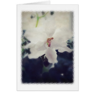 White African Violet Flower