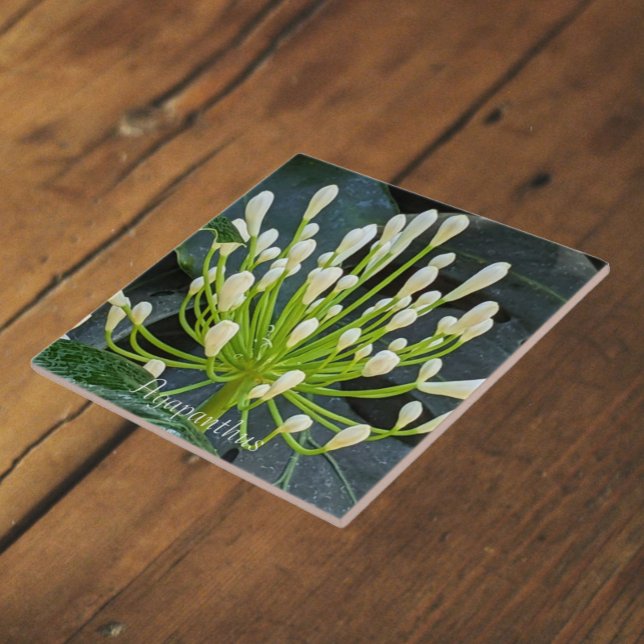 White Agapanthus Buds Floral Tile (In Situ)