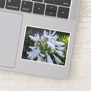 White Agapanthus Flowers