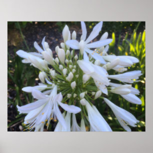 White Agapanthus Flowers Poster