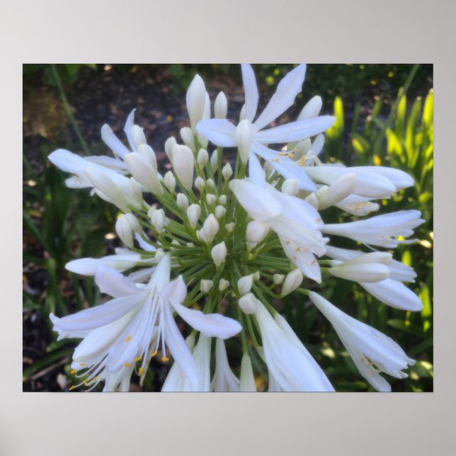 White Agapanthus Flowers Poster (Front)