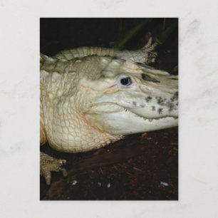 White Albino Alligator Photo , Gator Image Postcard