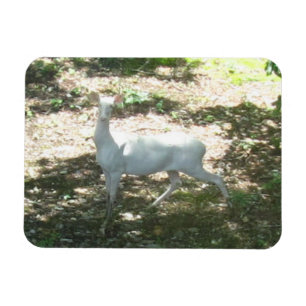 White/Albino Deer 3x4 Photo Magnet