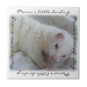 White Albino Ferret Picture Tile