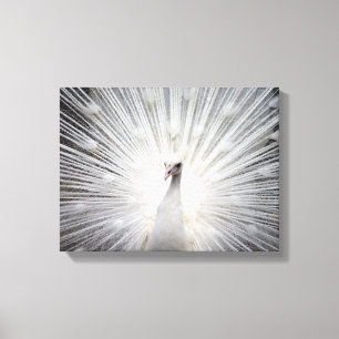 White Albino Peacock Stunning Art Canvas Print