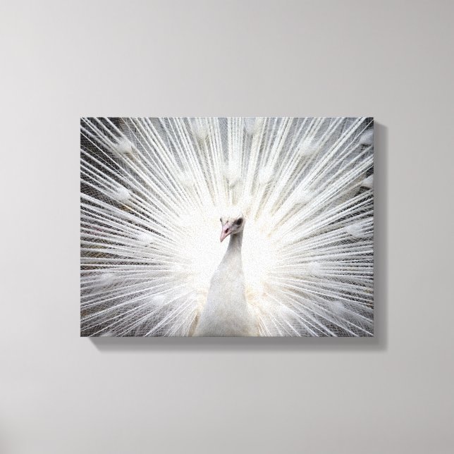 White Albino Peacock Stunning Art Canvas Print (Front)