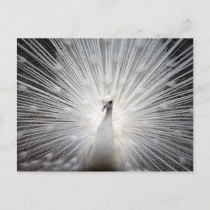 White Albino Peacock Stunning Wall Art Postcard