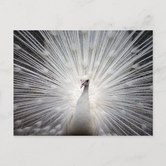 White Albino Peacock Stunning Wall Art Postcard (Front)