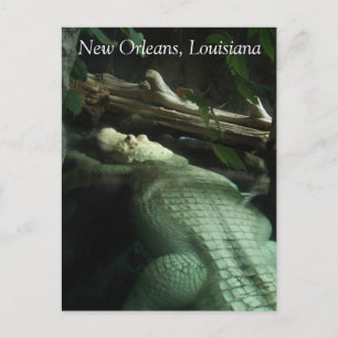 White Alligator of Louisiana Postcard