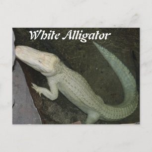 White Alligator Postcard