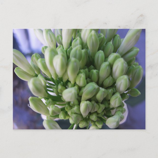 White Allium Buds Postcard (Front)