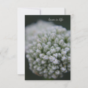 White Allium Card