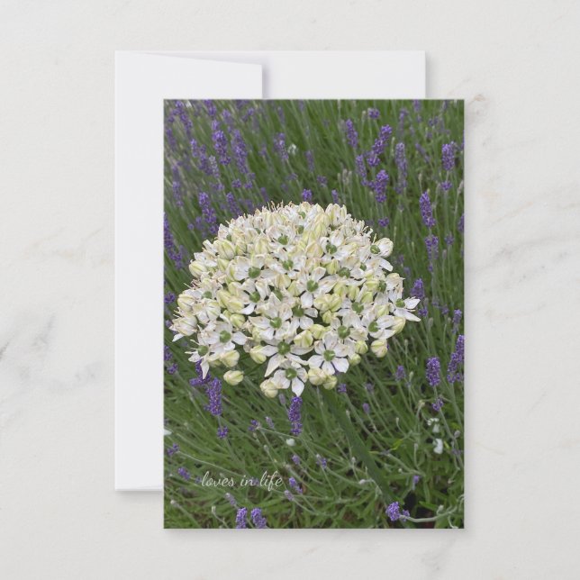 White Allium & Lavender Flowers Card (Front)