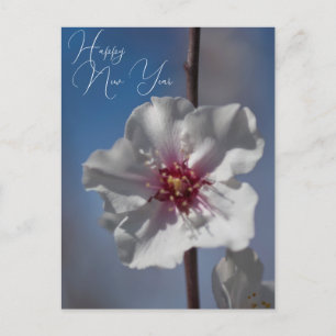   White Almond Flower Floral Botanical Photography Postcard