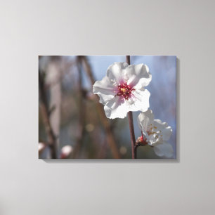 White Almond Flower - Natural Spring Light Elegant Canvas Print
