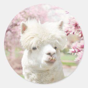 White Alpaca Classic Round Sticker