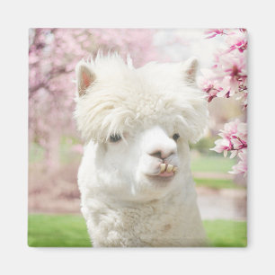 White Alpaca Magnet