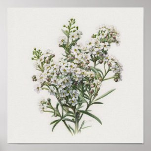 White Alyssum Flower Art Print Poster